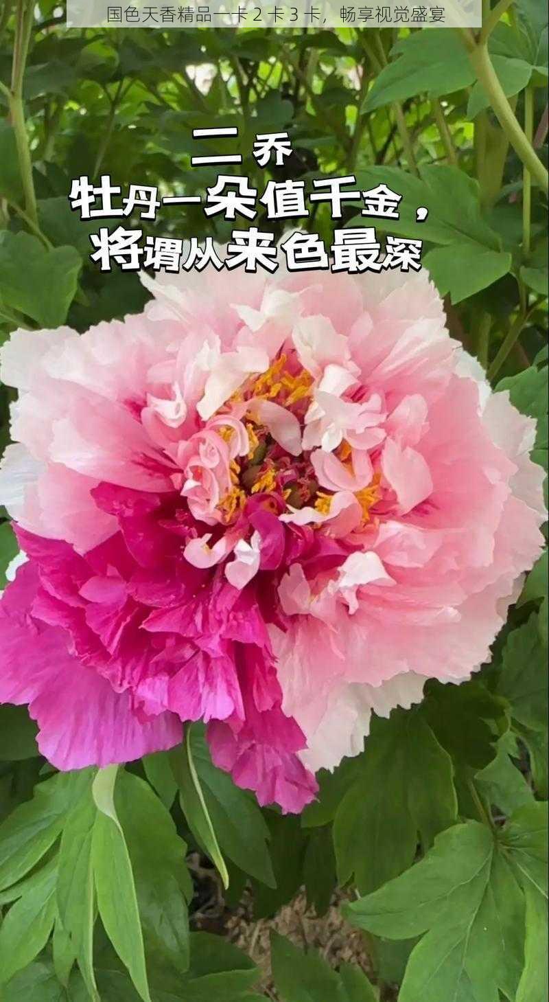 国色天香精品一卡 2 卡 3 卡,畅享视觉盛宴