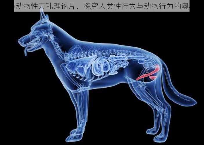 与动物性万乱理论片,探究人类性行为与动物行为的奥秘